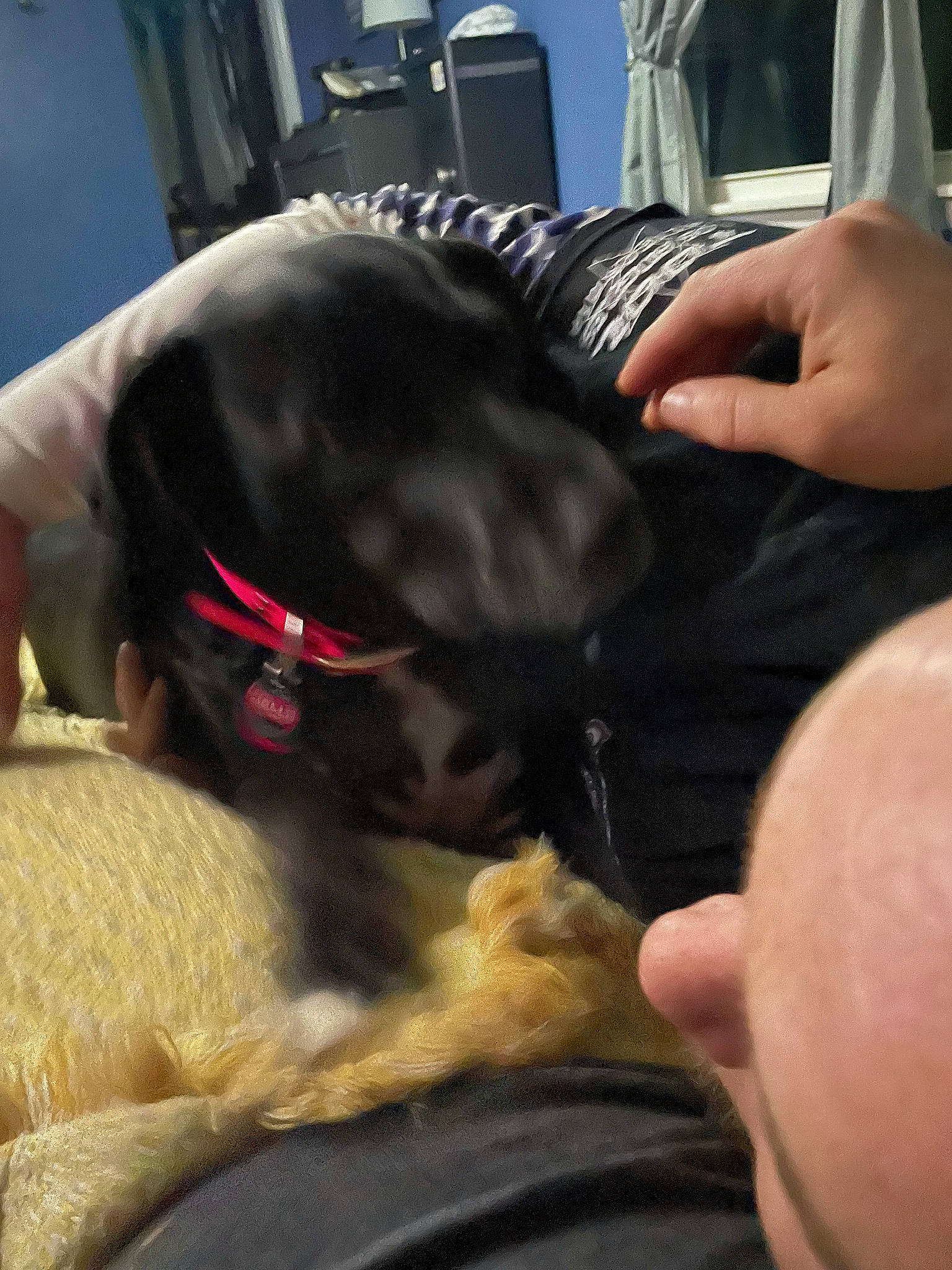 Lola is registered to the contest to win money with this photo: canidae, carnivore, comfort, companion_dog, dog, dog_breed, dog_collar, ear, fawn, finger, fur, gesture, nail, snout, sporting_group, tail, thumb, whiskers, working_animal, wrist