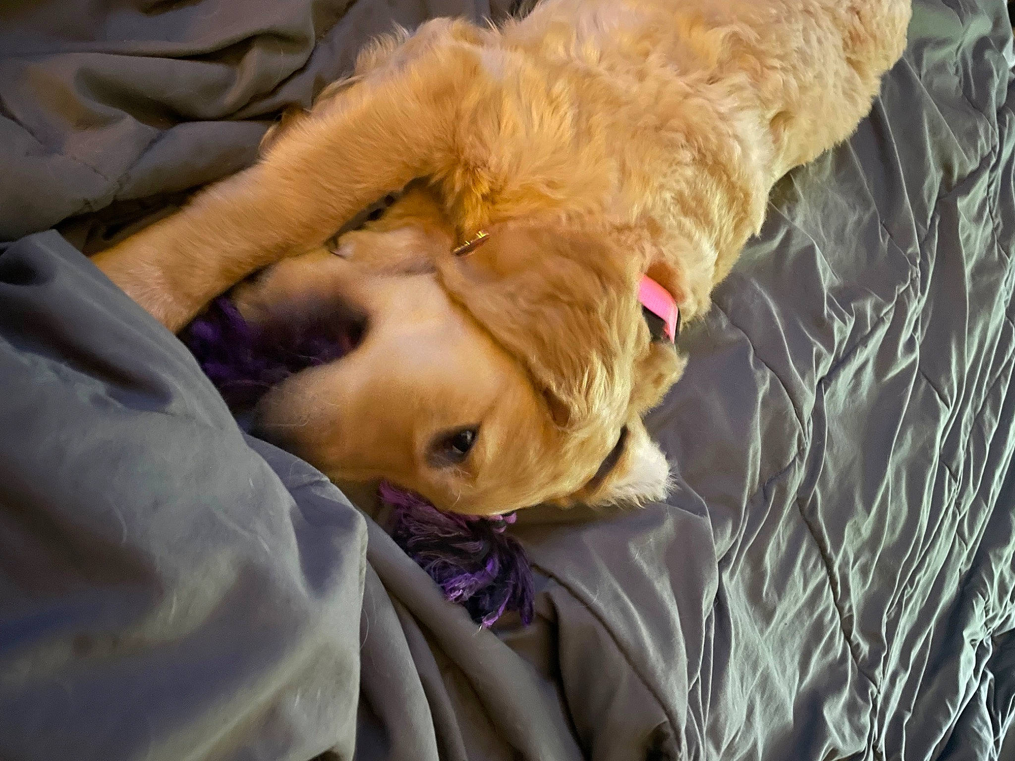 Lizzie joined the competition — help win amazing prizes! bedtime, canidae, carnivore, comfort, companion_dog, dog, dog_breed, dog_collar, fawn, fur, gesture, golden_retriever, labrador_retriever, paw, retriever, snout, sporting_group, tree, whiskers, wrinkle