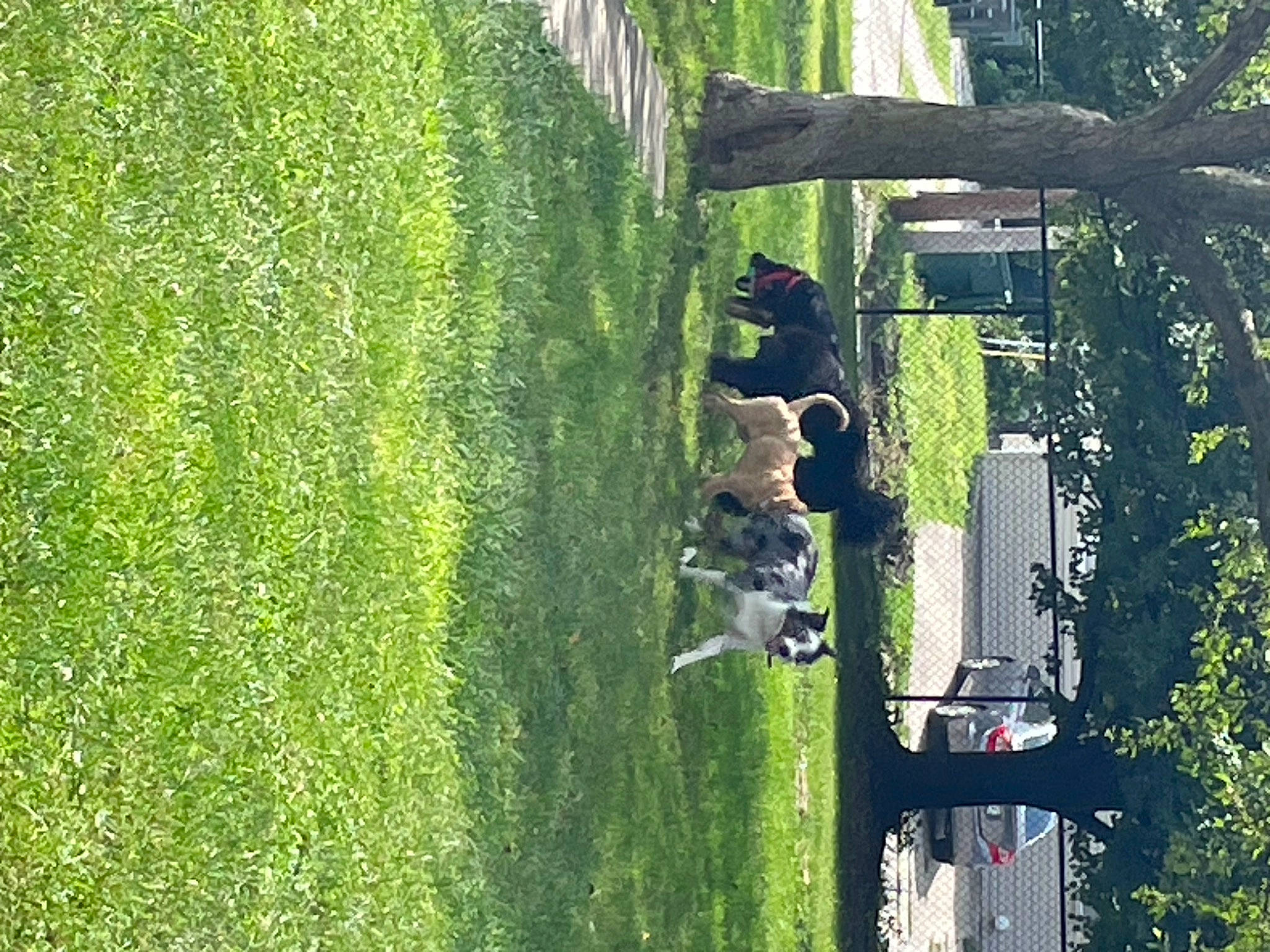 Lizzie joined the competition — help win amazing prizes! biome, botany, dog, grass, grass_family, grassland, groundcover, house, landscape, lawn, leisure, natural_environment, nature, plant, shrub, terrestrial_plant, tree, trunk, urban_design, vegetation