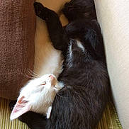 Merlin a rejoint le concours — aidez-le/la à gagner de superbes lots !