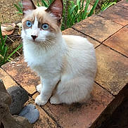 Siam a rejoint le concours — aidez-le/la à gagner de superbes lots !