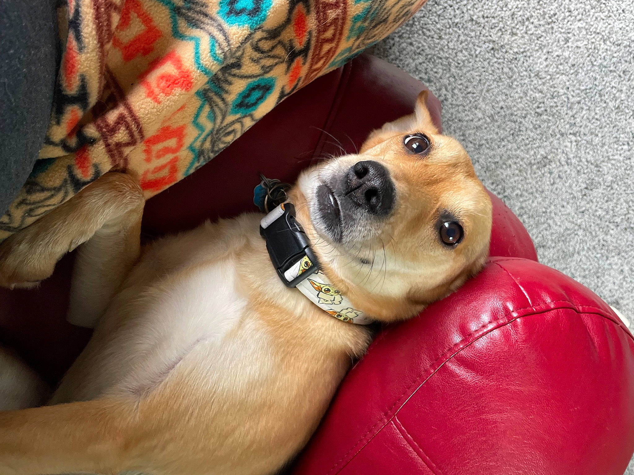 Angel Marie joined the competition — help win amazing prizes! canidae, carnivore, collar, comfort, companion_dog, couch, dog, dog_breed, dog_collar, dog_supply, fawn, fur, guard_dog, snout, sporting_group, sunglasses, toy_dog, whiskers, working_animal, working_dog