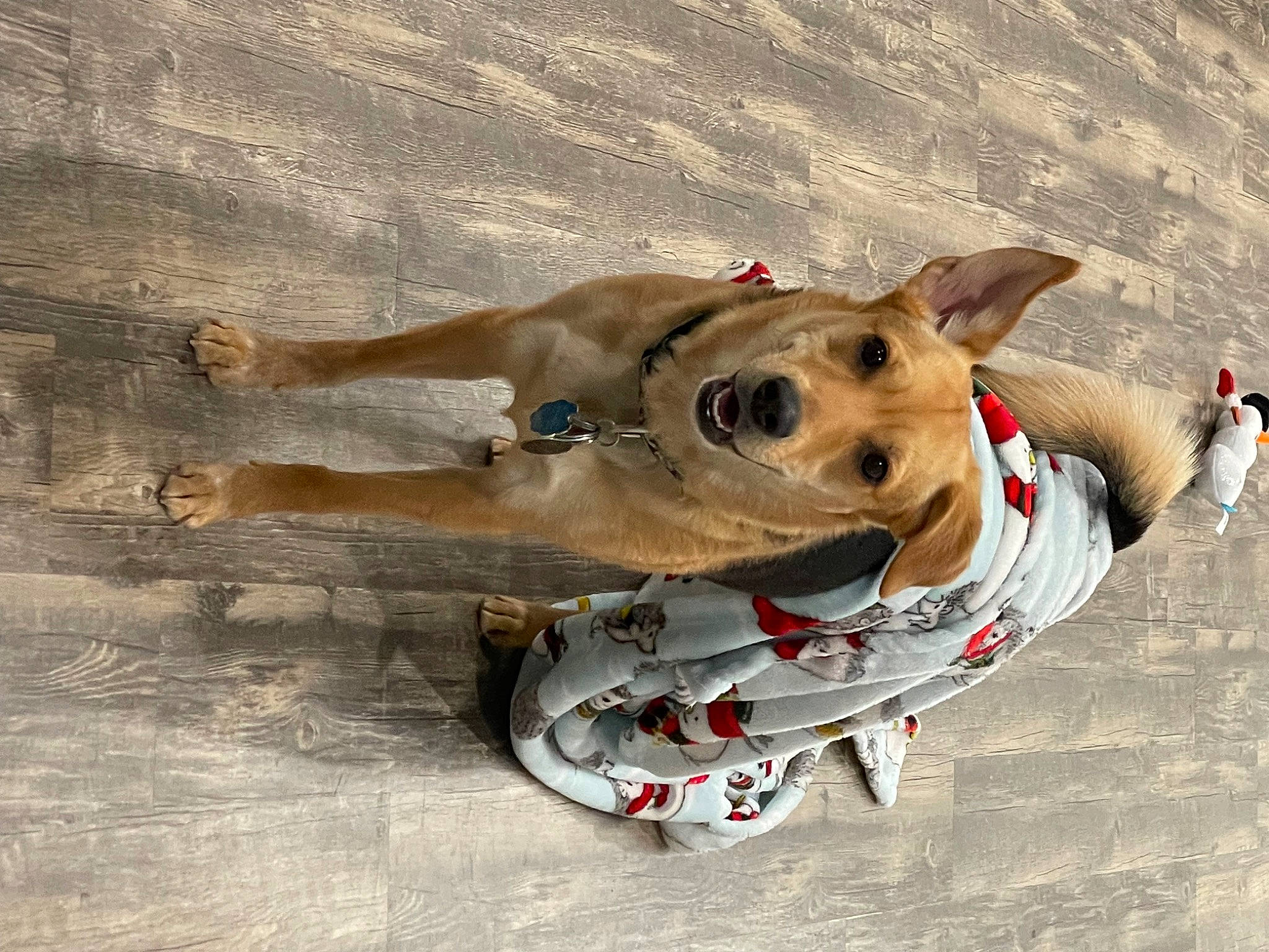 Angel Marie is registered to the contest to win money with this photo: adventure, canidae, carnivore, collar, companion_dog, dog, dog_breed, dog_clothes, dog_collar, dog_supply, fashion_accessory, fawn, leash, pet_supply, recreation, snout, sporting_group, wood, working_animal