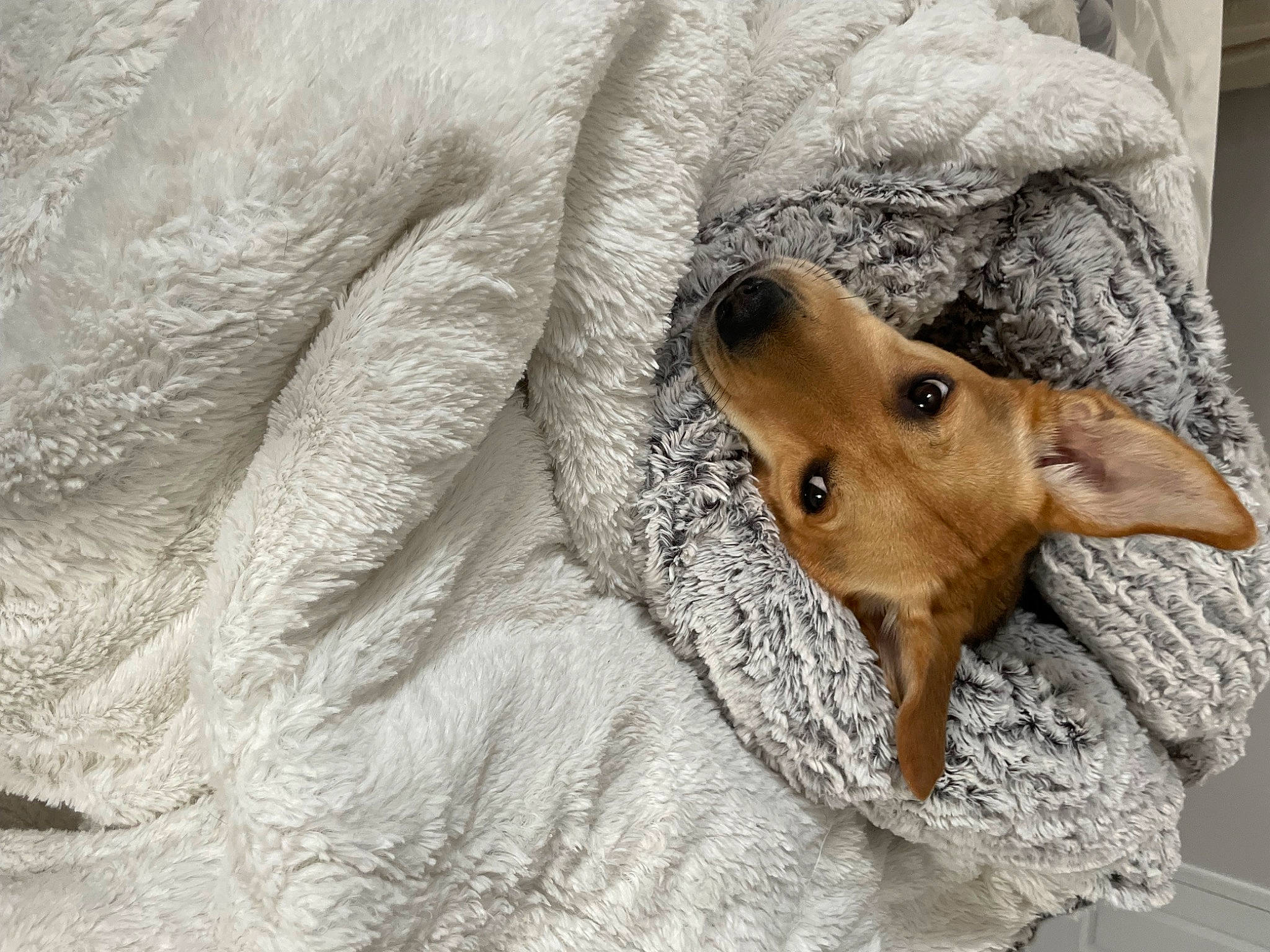 Angel Marie joined the competition — help win amazing prizes! canidae, carnivore, comfort, companion_dog, dog, dog_breed, dog_supply, ear, fawn, fur, guard_dog, linens, liver, paw, snout, sporting_group, terrestrial_animal, whiskers, wood, working_animal