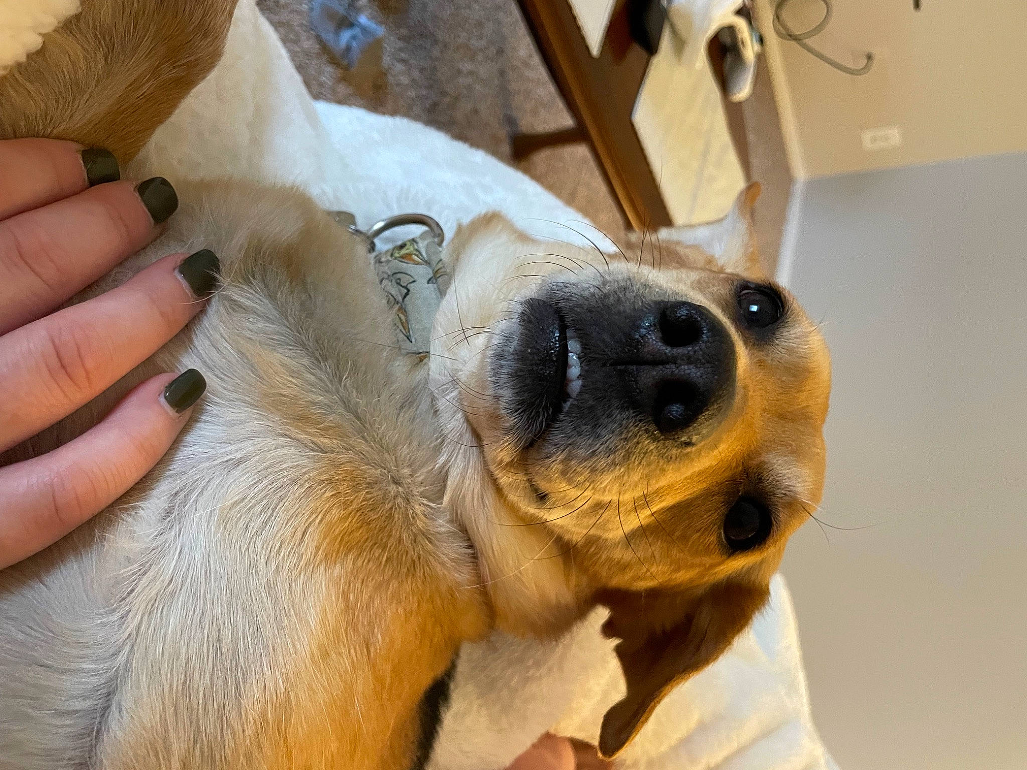 Angel Marie joined the competition — help win amazing prizes! box, canidae, carnivore, claw, companion_dog, dog, dog_breed, ear, fawn, fur, hand, nail, paw, shipping_box, snout, sporting_group, terrestrial_animal, toy_dog, whiskers, working_animal