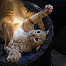 cat, ginger_cat, pet, animal, feline, cute, cozy, bed, stretching, paws, whiskers, indoor, resting, curious, soft_fur, closeup, relaxing, cute_pet, domestic_cat, playful