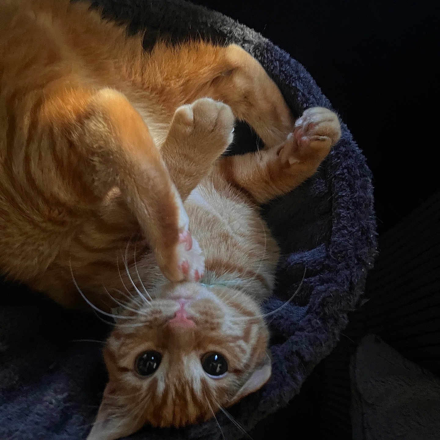 Piper is registered to the contest to win money with this photo: cat, orange_tabby, pet, feline, cozy, bed, paws, whiskers, cute, playful, indoor, closeup, fur, resting, animal, adorable, looking_up, soft, relaxed, curious