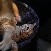 Piper is registered to the contest to win money with this photo: cat, orange_tabby, pet, animal, feline, paw, bed, cozy, indoor, playful, fur, whiskers, curious, motion_blur, dark_background, closeup, resting, cute, domestic_cat, looking