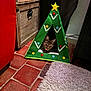 Vanille participe au concours pour gagner de l'argent avec cette photo : cat, tabby_cat, tent, christmas_tree, indoor, red_chair, wooden_cabinet, brick_floor, rug, cozy, pet, decorations, curious, animal, furniture, home, flooring, triangular, star, colorful