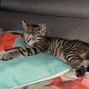 Vanille a rejoint le concours — aidez-le/la à gagner de superbes lots ! kitten, cat, sleeping, couch, pillow, cushion, tabby, striped, indoor, pet, resting, cozy, feline, animal, cute, home, relaxed, soft_light, fox_illustration, fabric