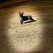 Daisy joined the competition — help win amazing prizes! dog, black_dog, grass, outdoor, sunlight, shadow, pet, animal, alert, standing, nature, daylight, canine, collar, playful, small_dog, vignette, park, field, spotlight_effect