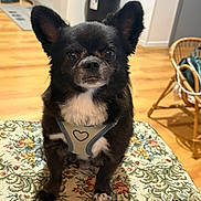Oscar participe au concours pour gagner de l'argent avec cette photo : dog, puppy, black_and_white, small_dog, portrait, sitting, indoors, harness, heart, floral, ottoman, furniture, wood_floor, home, room, ears, brown_eyes, white_chest, cute, pet