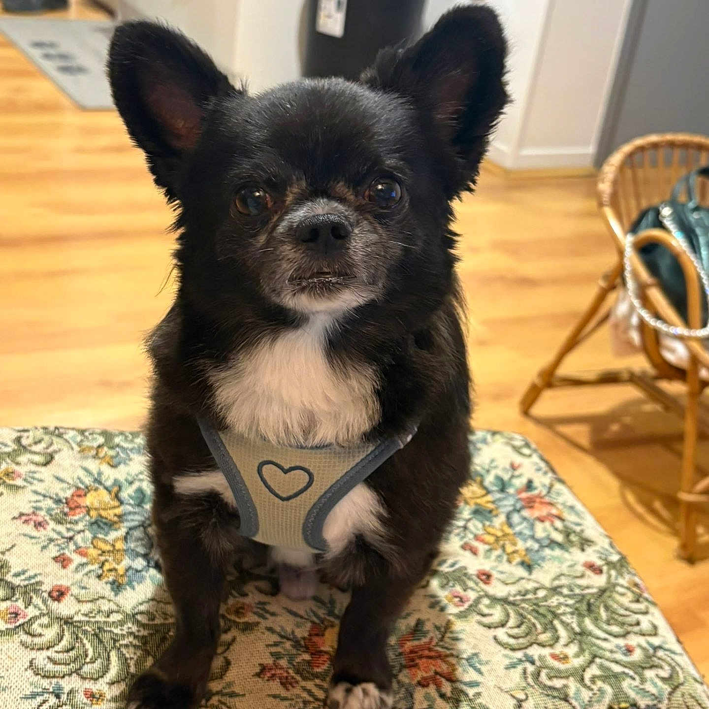Oscar participe au concours pour gagner de l'argent avec cette photo : dog, puppy, black_and_white, small_dog, portrait, sitting, indoors, harness, heart, floral, ottoman, furniture, wood_floor, home, room, ears, brown_eyes, white_chest, cute, pet