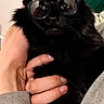 animal, balloon, black_cat, cat, celebration, closeup, cozy, cute, domestic_animal, funny, furry_pet, grey_sweatshirt, hand, holding, indoor, person, pet, portrait, reflective, sunglasses