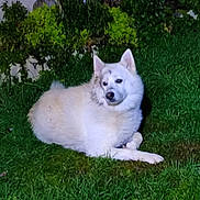 Terrence a rejoint le concours — aidez-le/la à gagner de superbes lots ! animal, backyard, calm, canine, daylight, dog, ears, fur, garden, grass, greenery, laying_down, nature, outdoor, pet, plants, resting, side_view, snout, white_dog