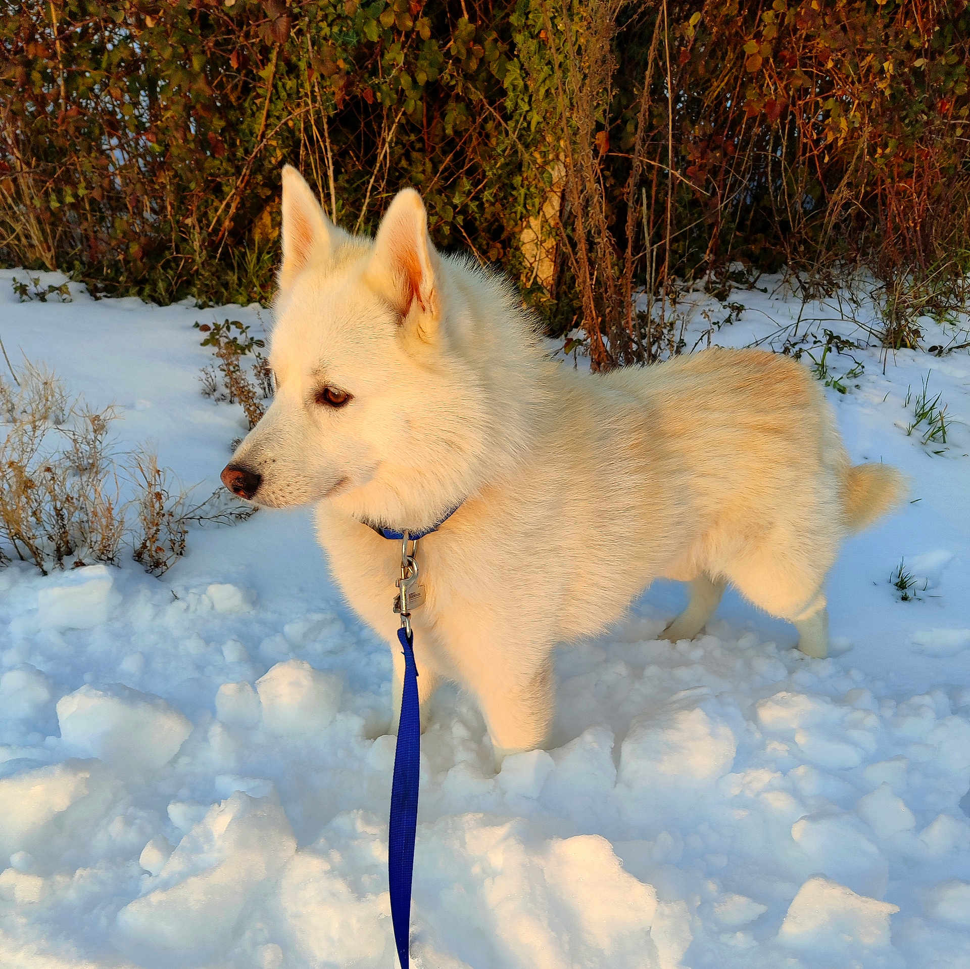 Terrence a rejoint le concours — aidez-le/la à gagner de superbes lots ! animal, bushes, canine, cold, cute, daytime, dog, frost, fur, leash, nature, outdoor, pet, portrait, side_view, snow, sunlight, walking, white_dog, winter