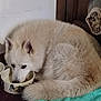 Terrence participe au concours pour gagner de l'argent avec cette photo : animal, blanket, bowl, canine, corner, cozy, cute, dog, domestic, floor, fluffy, food, fur, home, indoors, pet, quiet, relaxed, resting, white_dog