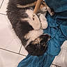 Atika participe au concours pour gagner de l'argent avec cette photo : puppy, dog, floor, tile, blanket, blue_blanket, wooden_chair_leg, curled_up, sleepy, fur, indoor, pet, animal, cute, small_dog, resting, cozy, domestic, black_fur, white_fur