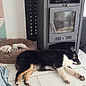Atika participe au concours pour gagner de l'argent avec cette photo : dog, sleeping, indoor, pet_bed, floor, stove, basket, tile_floor, resting, canine, cozy, home, fur, black_and_white, brown_and_white, quiet, relaxation, animal, domestic, peaceful