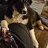 puppy, dog, black_and_white, couch, living_room, person, clothing, fluffy, paw, television, furniture, indoor, relaxing, casual, home, leg, fabric, sitting, animal, pet