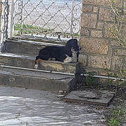 Atika a rejoint le concours — aidez-le/la à gagner de superbes lots ! dog, steps, stone_wall, gate, outdoor, sunlight, shadow, plant, fence, pavement, resting, pet, canine, black_and_white, relaxed, watchful, building, garden, nature, daytime