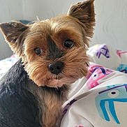 Olana participe au concours pour gagner de l'argent avec cette photo : animal, bedspread, close_up, colorful, companion, curious, cute, dog, domestic, ears, fluffy, fur, indoors, looking, pattern, pet, portrait, small_dog, soft_light, yorkshire_terrier