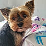 animal, bedspread, close_up, colorful, companion, curious, cute, dog, domestic, ears, fluffy, fur, indoors, looking, pattern, pet, portrait, small_dog, soft_light, yorkshire_terrier