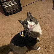 Mr.gray joined the competition — help win amazing prizes! cat, indoor, carpet, pet_clothing, gray_cat, white_cat, pacman, shirt, heater, furniture, curious, sitting, whiskers, tail, floor, domestic_cat, cute, pet, looking_up, cozy