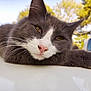 cat, gray_cat, white_cat, animal, pet, relaxed, outdoor, daylight, closeup, face, whiskers, paw, nose, fur, tree, vehicle, window, nature, sunlight, resting