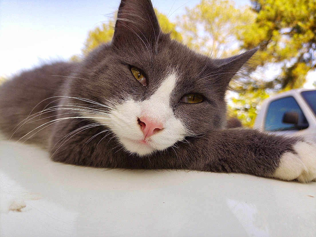Mr.gray