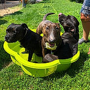 Halley a rejoint le concours — aidez-le/la à gagner de superbes lots ! animal, canine, dog, dogs, footwear, garden, grass, green, happy, outdoor, panting, person, pet, playful, pool, relaxing, shorts, summer, sunny, water