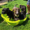 animal, canine, dog, dogs, footwear, garden, grass, green, happy, outdoor, panting, person, pet, playful, pool, relaxing, shorts, summer, sunny, water
