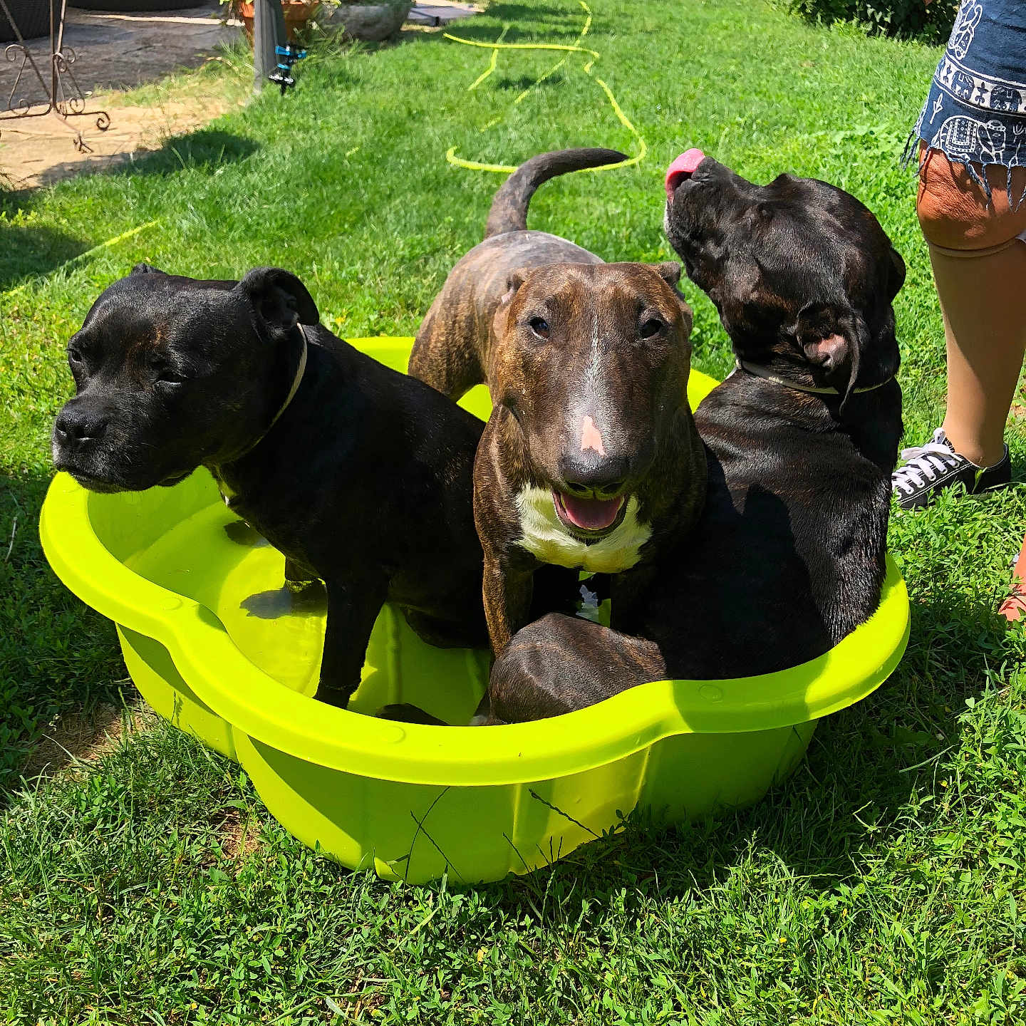 Halley a rejoint le concours — aidez-le/la à gagner de superbes lots ! animal, canine, dog, dogs, footwear, garden, grass, green, happy, outdoor, panting, person, pet, playful, pool, relaxing, shorts, summer, sunny, water