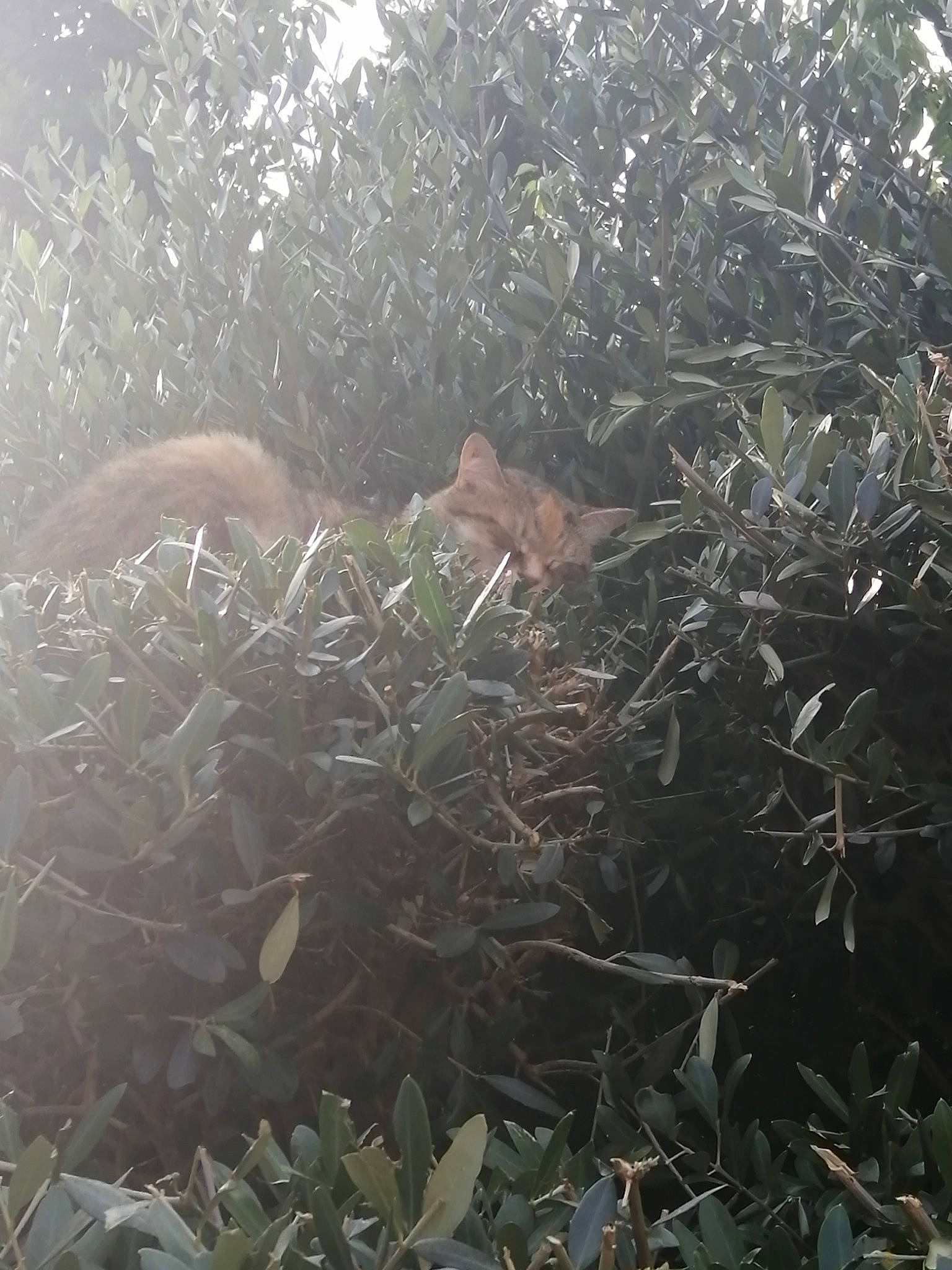 Iris a rejoint le concours — aidez-le/la à gagner de superbes lots ! atmospheric_phenomenon, grass, leaf, metal, morning, mountain, organism, plant, sky, sunlight, tree, water, wilderness