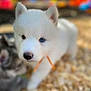 Floki joined the competition — help win amazing prizes! puppy, dog, white_fur, blue_eye, outdoor, blurred, pebbles, cute, animal, pet, young, furry, playful, background_blur, nature, small, nose, ears, walking, close_up