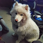 Floki is registered to the contest to win money with this photo: dog, white_dog, fluffy, indoor, carpet, pet, canine, sitting, curious, animal, household, fur, cute, companion, domestic, portrait, looking_at_camera, floor, indoors, pink_nose