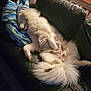 Floki joined the competition — help win amazing prizes! dog, white_dog, sleeping, couch, leather_couch, pillow, striped_pillow, fluffy, pet, indoor, relaxing, resting, cozy, animal, paw, tail, fur, home, comfort, nap