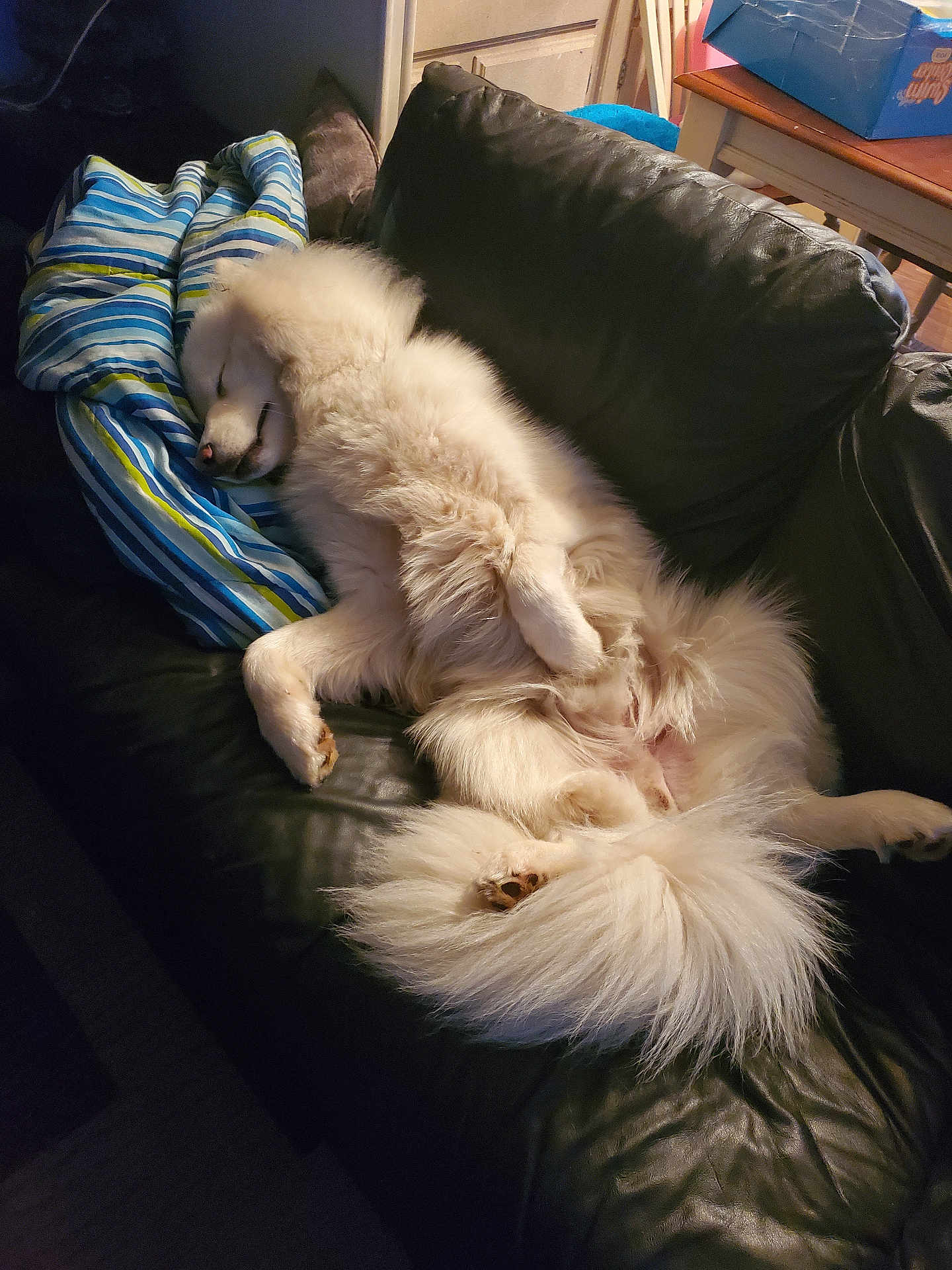 Floki joined the competition — help win amazing prizes! dog, white_dog, sleeping, couch, leather_couch, pillow, striped_pillow, fluffy, pet, indoor, relaxing, resting, cozy, animal, paw, tail, fur, home, comfort, nap