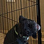 dog, black_dog, crate, metal_bars, indoor, yellow_collar, pet, animal, confused, playful, tongue_out, cage, floor, wall, dim_lighting, head_tilt, puppy, pet_care, domestic_animal, home