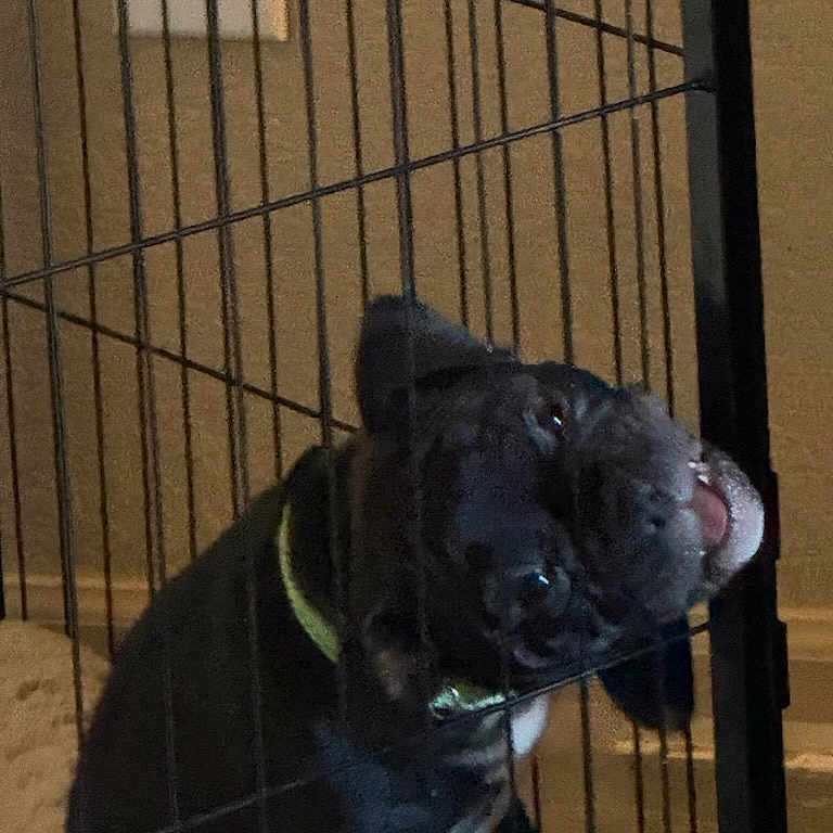 Wedgy is registered to the contest to win money with this photo: animal, black_dog, cage, confused, crate, dim_lighting, dog, domestic_animal, floor, head_tilt, home, indoor, metal_bars, pet, pet_care, playful, puppy, tongue_out, wall, yellow_collar