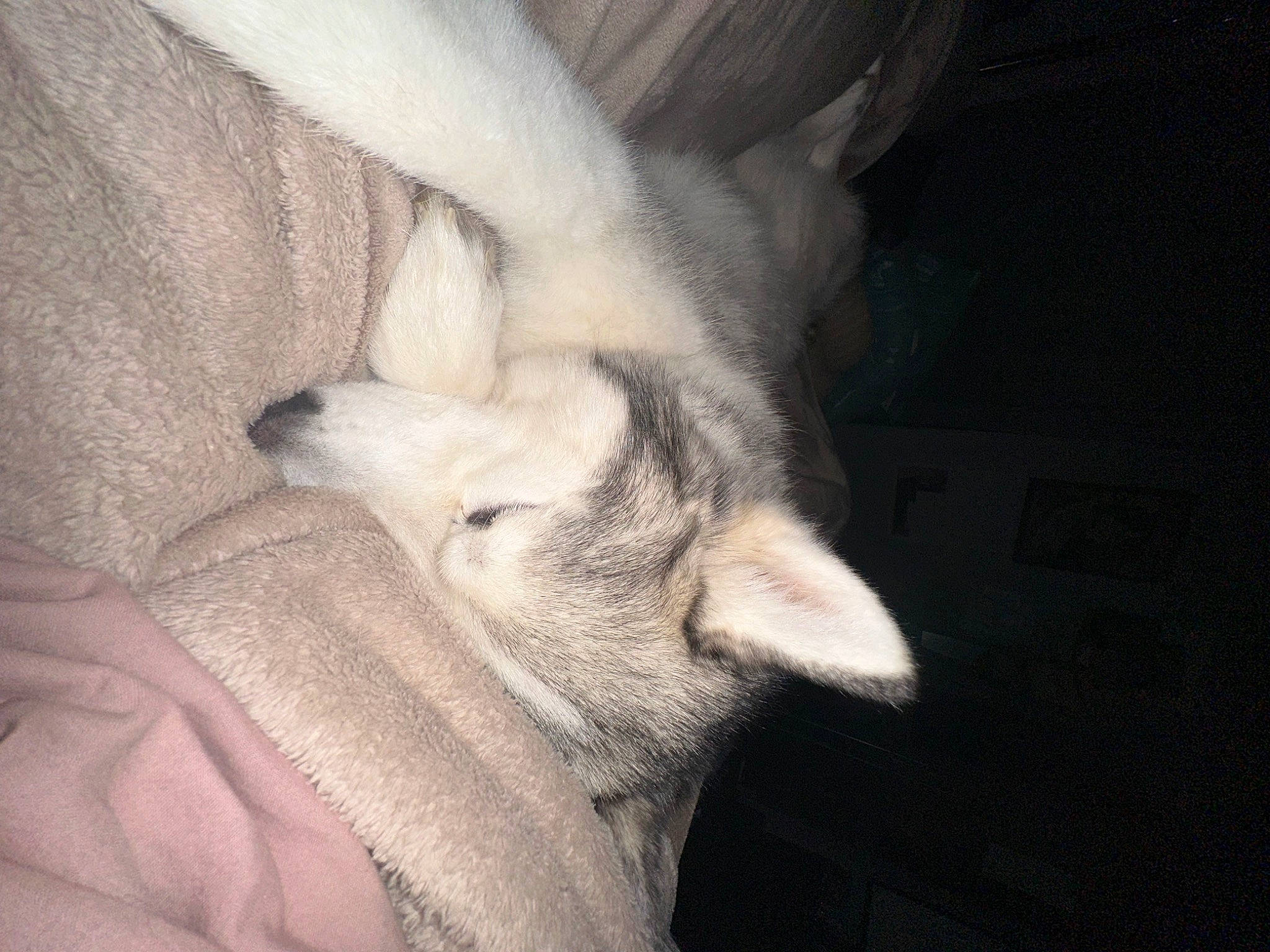 Narco participe au concours pour gagner de l'argent avec cette photo : canidae, carnivore, claw, comfort, companion_dog, dog_breed, ear, eyelash, fawn, felidae, fur, gesture, human_leg, paw, small_to_medium_sized_cats, snout, sporting_group, tail, whiskers, wrinkle