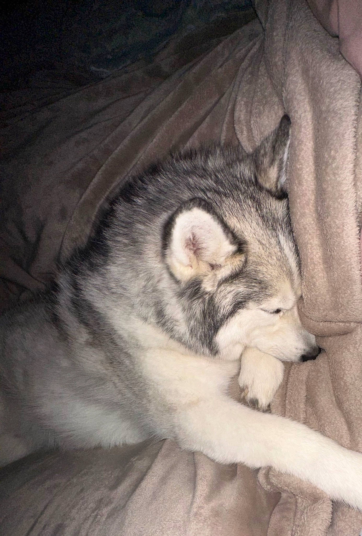 Narco a rejoint le concours — aidez-le/la à gagner de superbes lots ! canidae, canis, carnivore, comfort, companion_dog, dog, dog_breed, eye, foot, fur, head, jaw, paw, sled_dog, snout, tail, terrestrial_animal, whiskers, wildlife, wolf