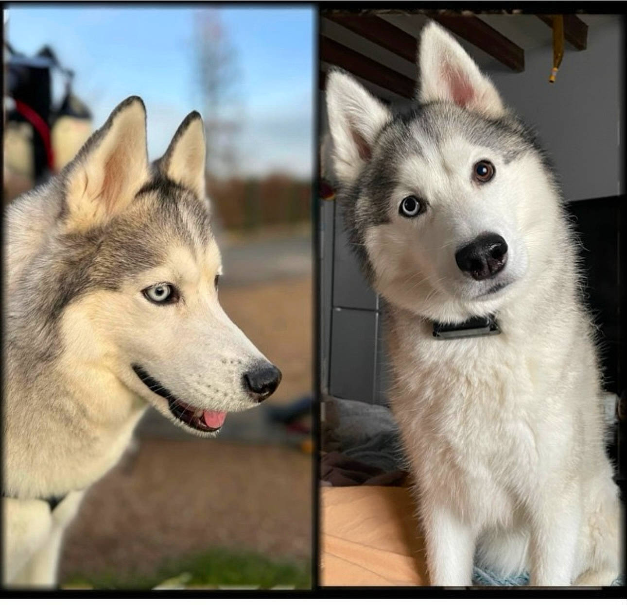 Narco participe au concours pour gagner de l'argent avec cette photo : art, canidae, canis, carnivore, companion_dog, dog, dog_breed, fur, jaw, pet_supply, photo_caption, rectangle, sled_dog, snout, sporting_group, square, stock_photography, wolf, working_animal, working_dog