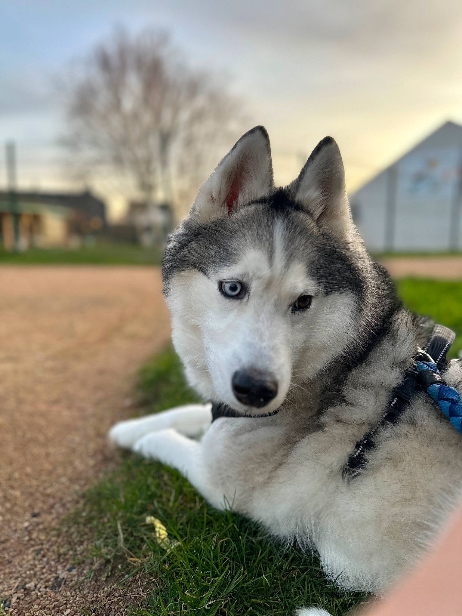 Narco a rejoint le concours — aidez-le/la à gagner de superbes lots ! canidae, carnivore, cloud, companion_dog, dog, dog_breed, fur, grass, jaw, plant, siberian_husky, sky, sled_dog, snout, sporting_group, terrestrial_animal, tree, wolf, working_animal, working_dog