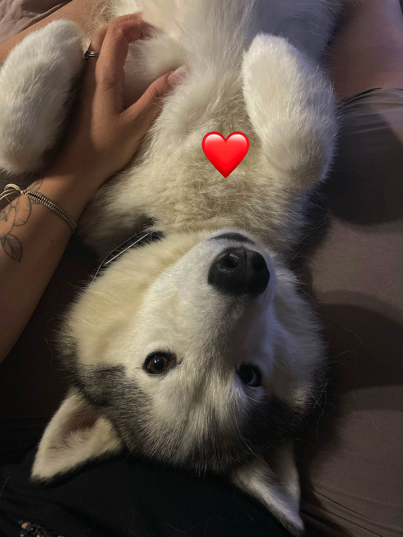 Narco a rejoint le concours — aidez-le/la à gagner de superbes lots ! bear, canidae, carmine, carnivore, companion_dog, dog, dog_breed, fur, head, jaw, nose, paw, plush, snout, stuffed_toy, teddy_bear, terrestrial_animal, toy, whiskers, working_animal