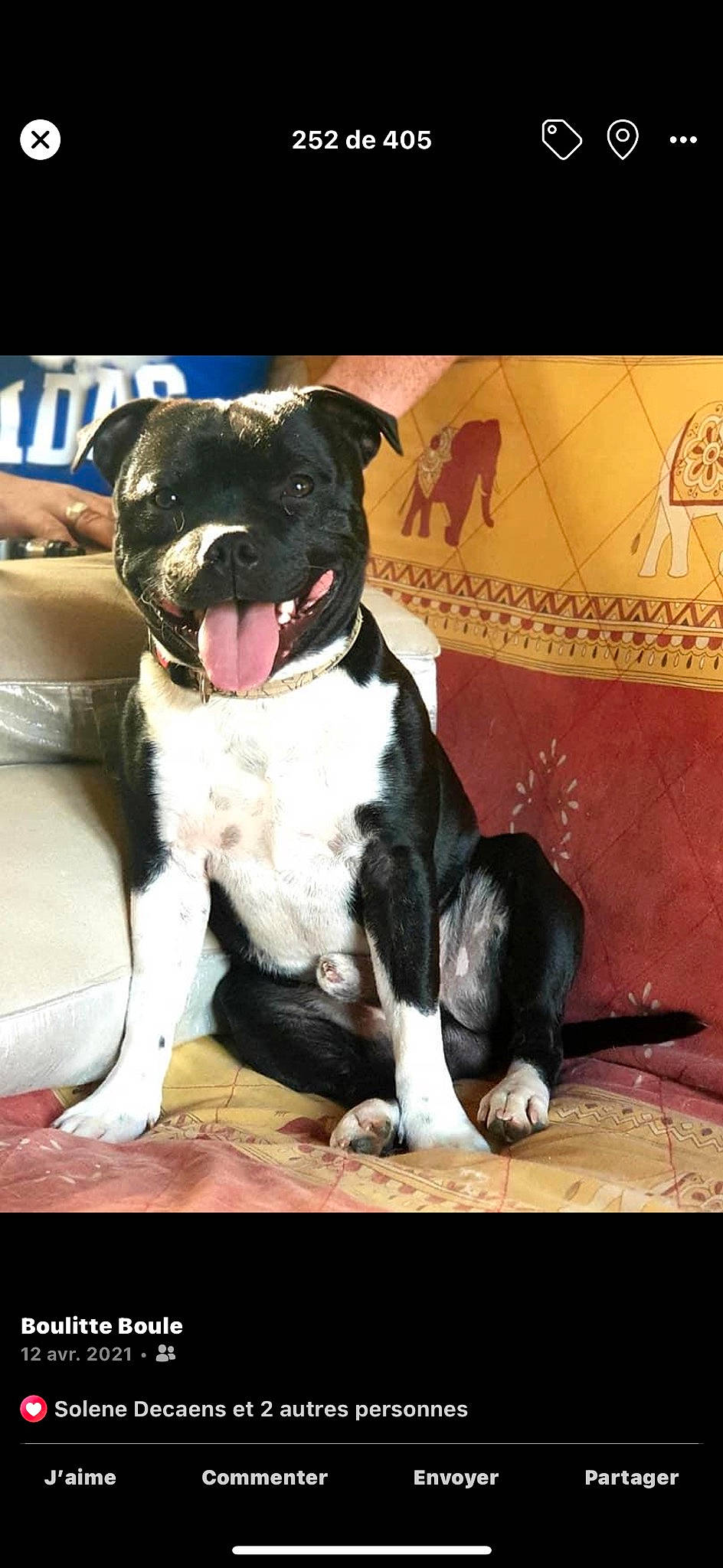 Pikatchu participe au concours pour gagner de l'argent avec cette photo : art, canidae, carnivore, companion_dog, dog, dog_breed, dog_collar, fawn, foot, fur, great_dane, molosser, non_sporting_group, paw, puppy, snout, sporting_group, terrestrial_animal, working_animal, working_dog