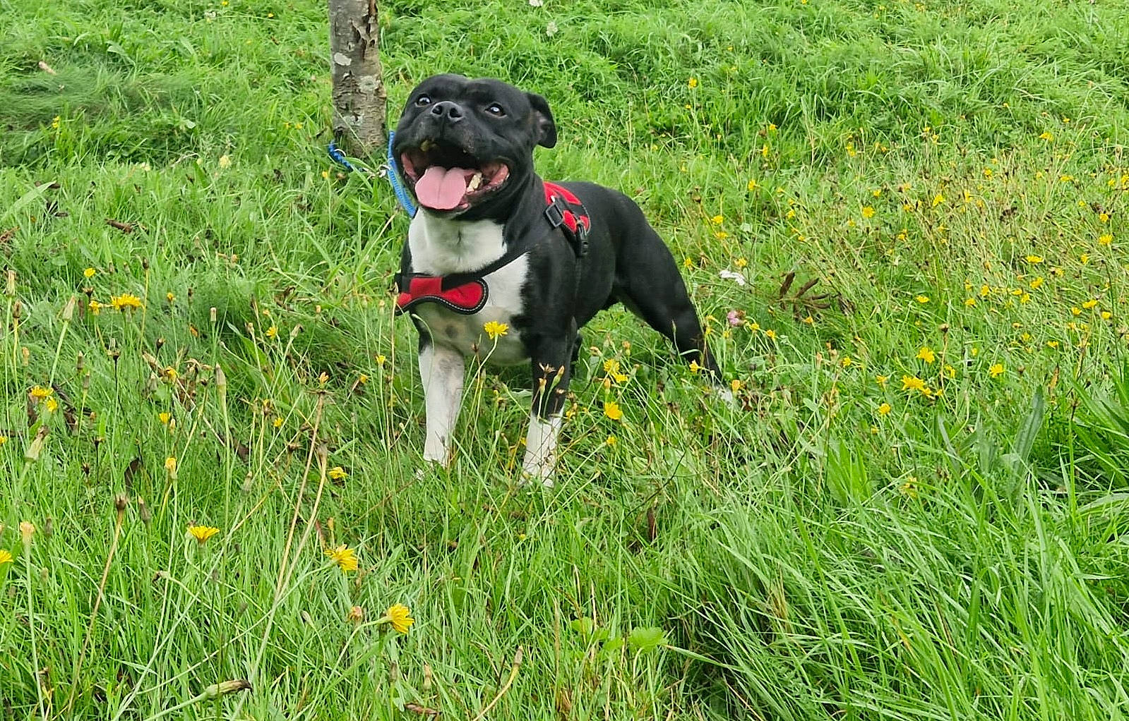 Pikatchu a rejoint le concours — aidez-le/la à gagner de superbes lots ! carnivore, collar, companion_dog, dog, dog_breed, dog_collar, fawn, flower, grass, grassland, groundcover, gun_dog, herbaceous_plant, leash, meadow, people_in_nature, plant, prairie, tail, working_animal