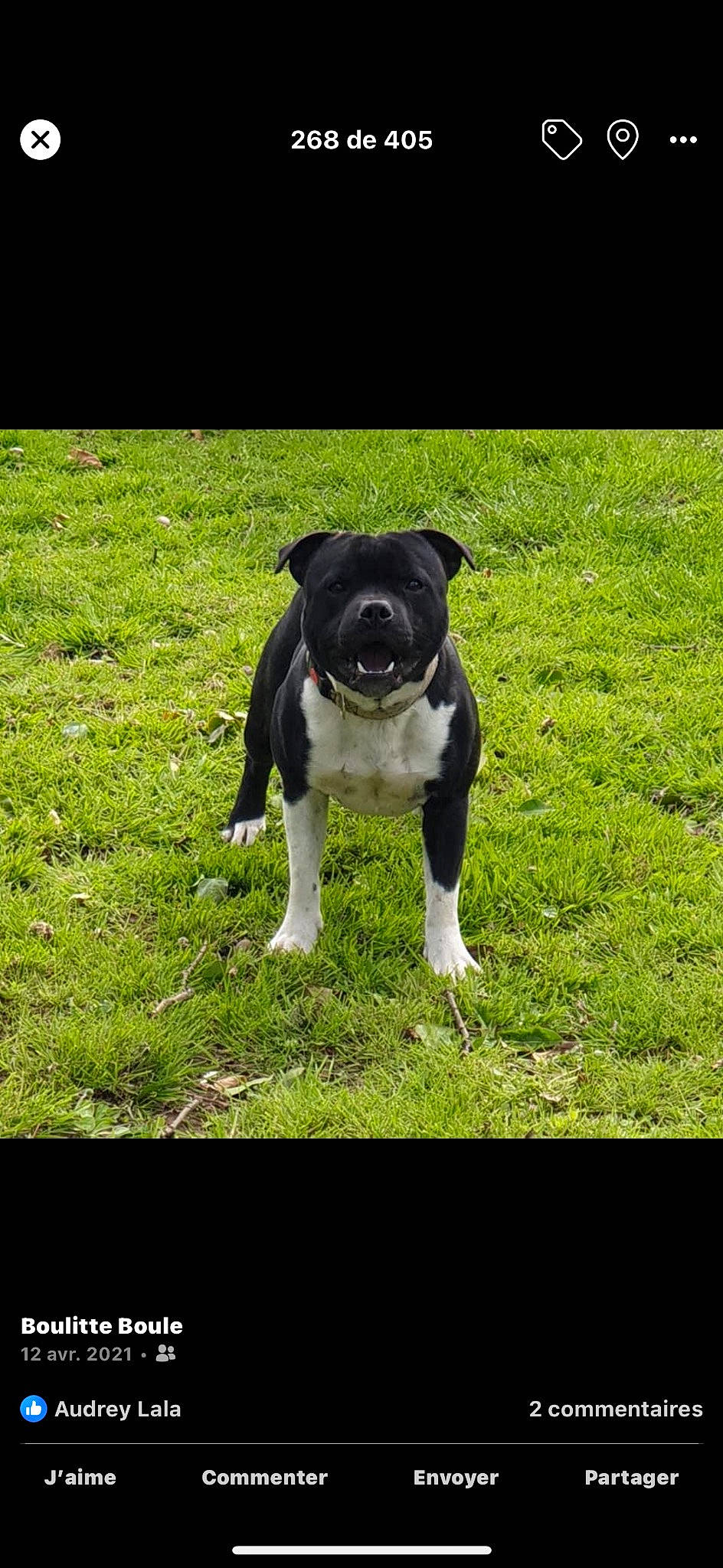 Pikatchu participe au concours pour gagner de l'argent avec cette photo : canidae, carnivore, collar, companion_dog, dog, dog_breed, dog_collar, fawn, grass, grassland, pasture, plant, shadow, snout, sporting_group, tail, terrestrial_animal, terrier, working_animal, working_dog