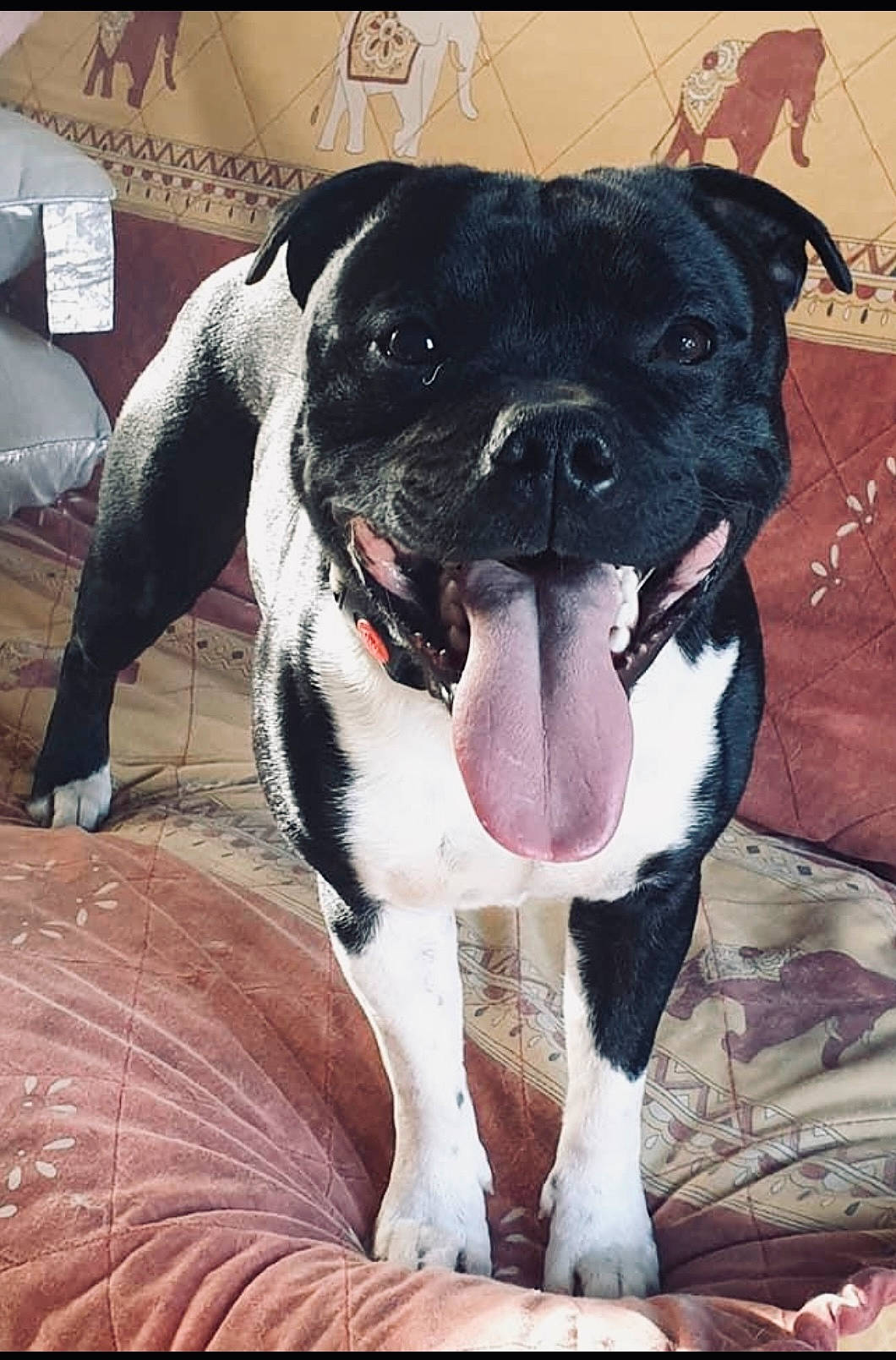 Pikatchu a rejoint le concours — aidez-le/la à gagner de superbes lots ! boston_terrier, bulldog, canidae, carnivore, comfort, companion_dog, dog, dog_breed, fawn, molosser, paw, pug, puppy_love, snout, sporting_group, terrestrial_animal, toy_dog, whiskers, working_animal, wrinkle