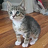Baby Boo is registered to the contest to win money with this photo: kitten, cat, tabby, white_chest, white_paws, animal, pet, sitting, indoors, wooden_floor, hardwood, whiskers, ears, green_eyes, curious, portrait, closeup, fur, home, cute
